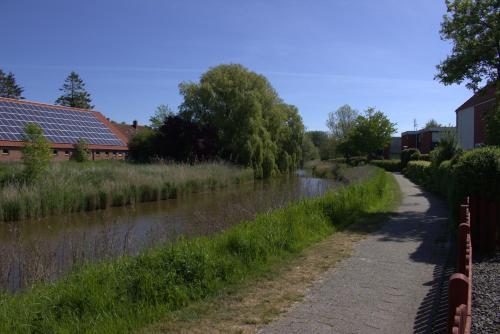 Bambus, Wangerland (foto 8)