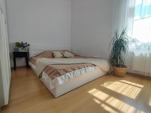 Przytulne mieszkanie pod jaśminem (Przytulne mieszkanie pod jasminem) in 姆龍戈沃