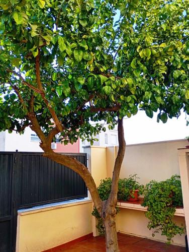 สวน, Limon Home in เบนาคาซอน