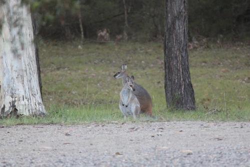 Woodlane Cottages Hunter Valley