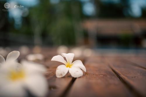 Eco Lux Villas - image 5
