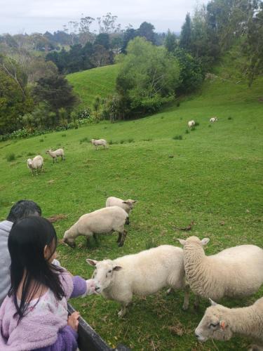 Sunshine Valley, Auckland