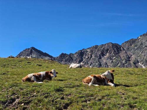 Hotel Jesacherhof 4s