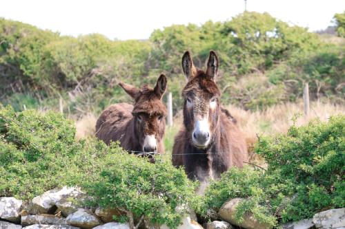 Exterior view, Wild Sea Cottage in Ballycullaun