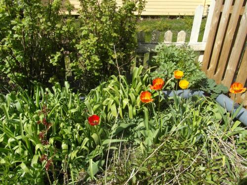 Sun & Steam Home in Hanko, Hanko (foto 6)