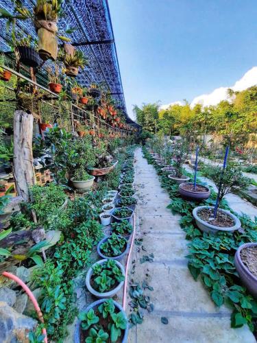 THANH QUANG GUEST HOUSE - 정원