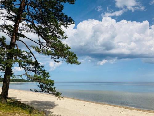 Seaside & Forest Hideaway in Kesterciems