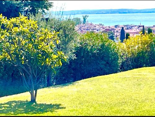  Super Rose in Lazise