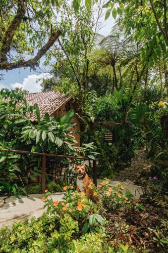 Cabana "Los Cedros", Sumak Cabanas in Cayambe