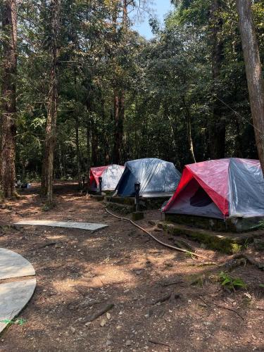 BAI CAM TRAI THONG NANG VQG BACH MA by CONNECT TRAVEL in Bach Ma National Park