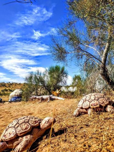 GOLDEN Safari YURT CAMP — other in Navoiy viloyati юрты, Elʼtay Uzbekistan, 210800
