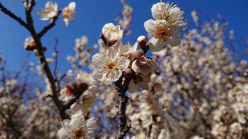 Relaxing Days at Renaissance Castle - 2BR in Ilz