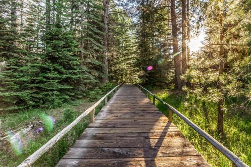 Forest Escape - GM 428 - image 7