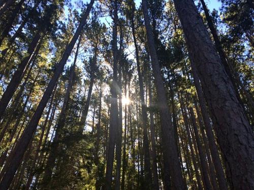 Waterfront Cabin with Amazing Sleeping Loft on Pelican Lake, Minnesota in Orr (MN)