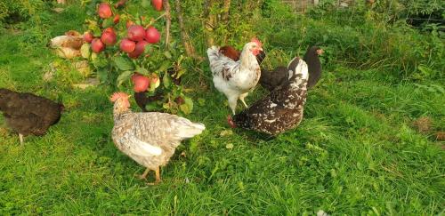 Der kleine Fuchshof mit Hund, Pferd und Huhn in Blekendorf