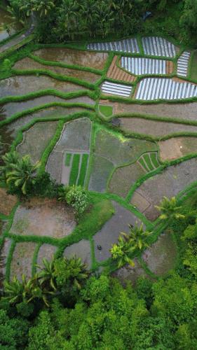 Sarang Walet Homestay Room Type - Double Room with Garden View