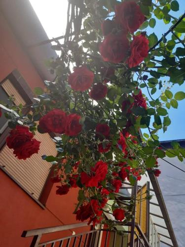 Kilátás, Studio 28 in Bajina Basta