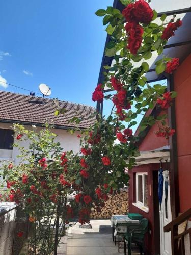 Studio 28 in Bajina Basta