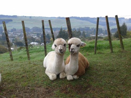 City Lights Boutique Lodge