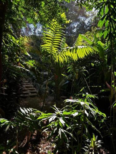 Bromelias in Tuetal Norte