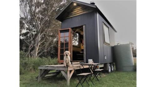 Little Blue Wren by Tiny Away