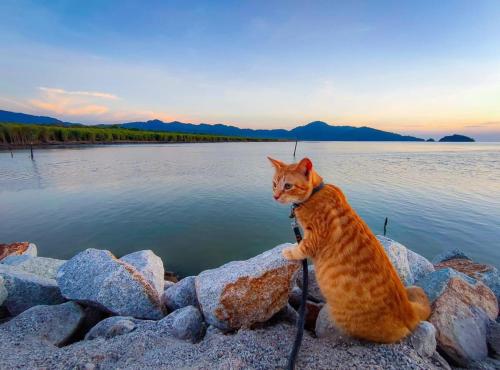 Surrounding environment, Junior Suite Nature of Penang Guesthouse in Balik Pulau