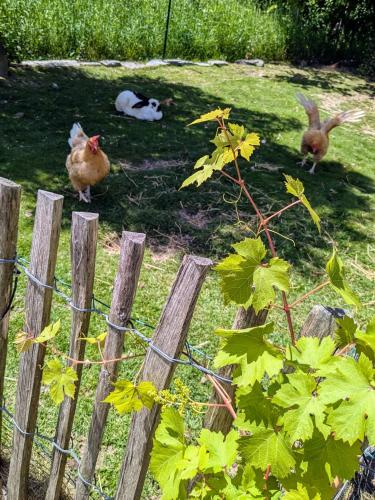Chambres d'hôtes - Bed & Breakfast Homestay – Huisnes-sur-Mer, IA