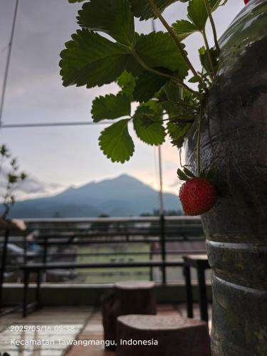 Samara homestay