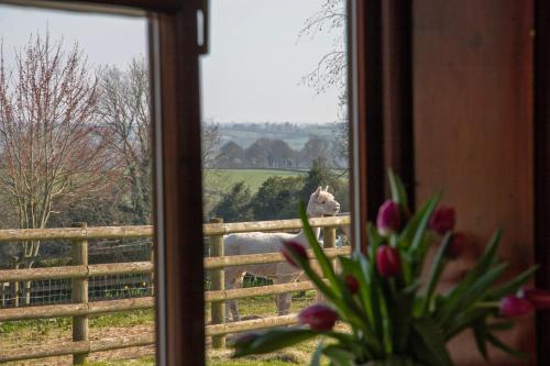 Apkārtne, Zoe's Cottage with Alpaca's and 7 mins drive to Alton Towers in Croxden