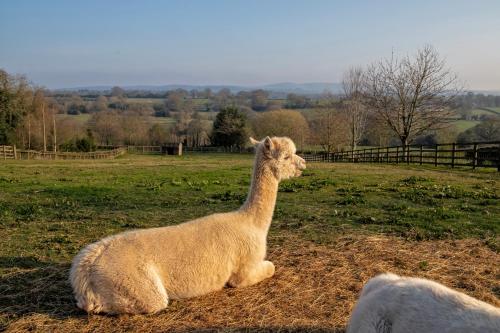 Zoe's Cottage with Alpaca's and 7 mins drive to Alton Towers in Croxden