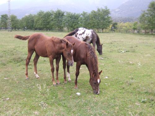 Agriturismo al Ranch - image 8