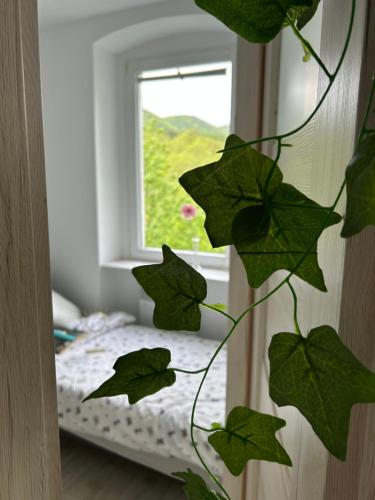 Apartament Jedlinka