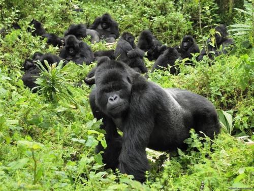 Trackers Safari Lodge Bwindi