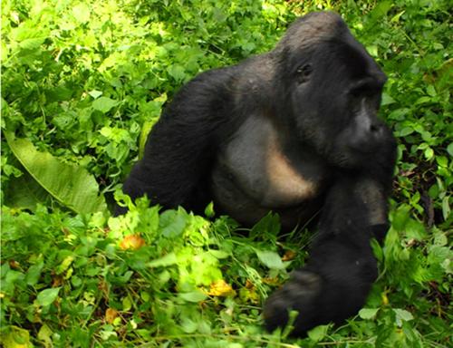 Trackers Safari Lodge Bwindi