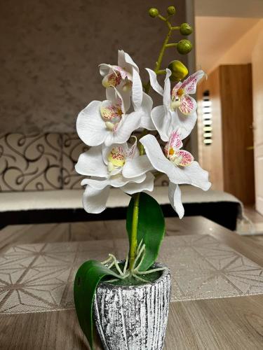Apartmani Nikolic - image 12