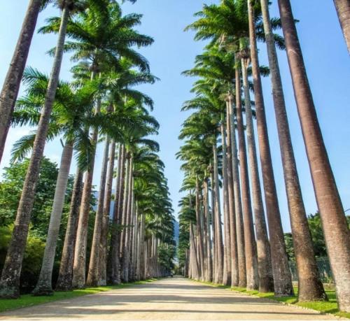 The Botanical Garden at your doorstep in Jardim Botanico