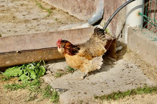 Guest House Ailin in Narın