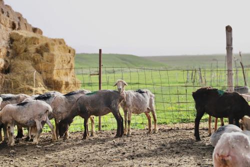 Guest House Ailin in Narın