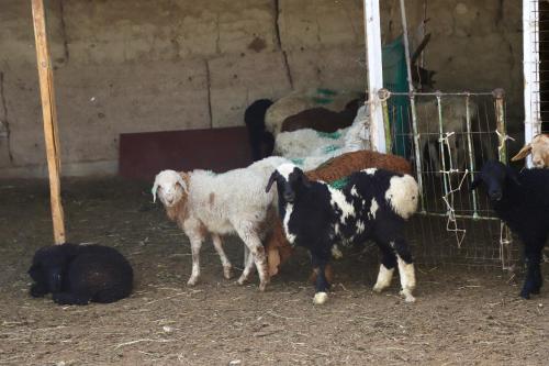 Guest House Ailin in Narın