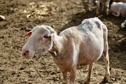 Guest House Ailin in Narın