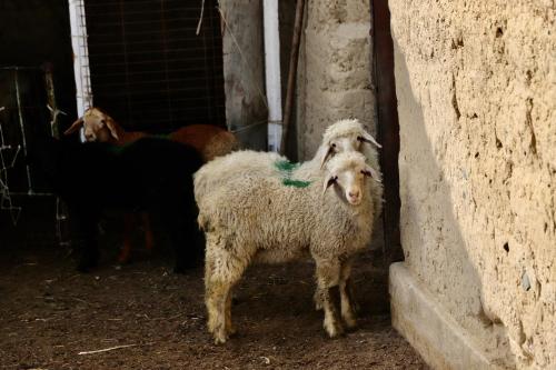 Guest House Ailin in Narın