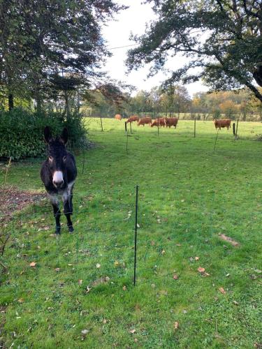 Moulin de Boudelogne in Saint-Sulpice-le-Dunois