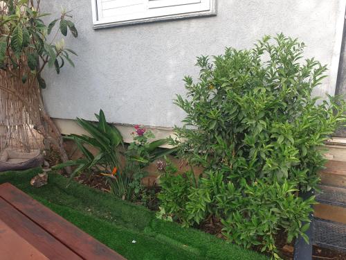 Olive tiny house, Tuval (foto 9)