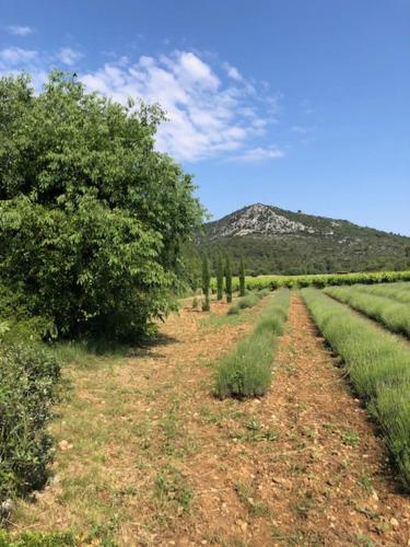 Заобикаляща среда, Mougere des oliviers in Galargues