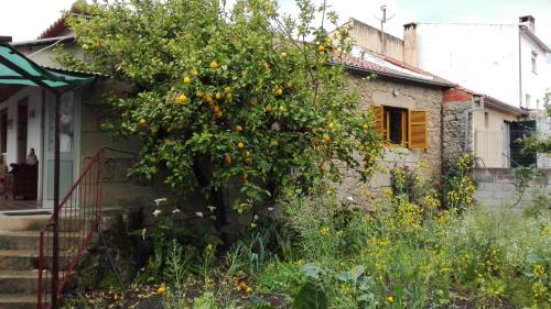 Casa da Rosa - image 14
