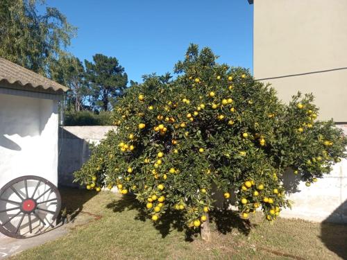 The Orange Tree