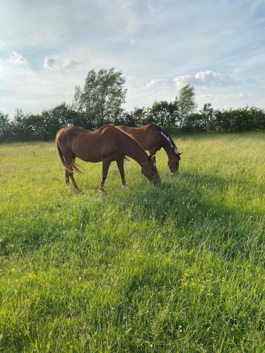 Elm Barn in 維京奧