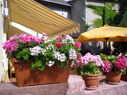 Gasthaus Forelle Gasthaus Forelle