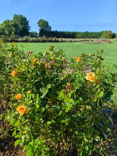 Surrounding environment, Cozy 1 安逸舒适小屋 in Mairehau