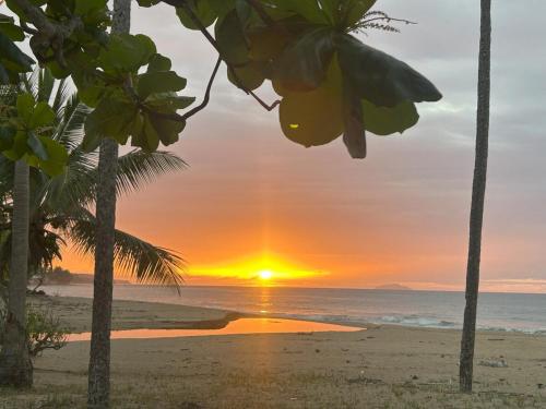 Coral Of The Seas - Fire Coral in Aguada